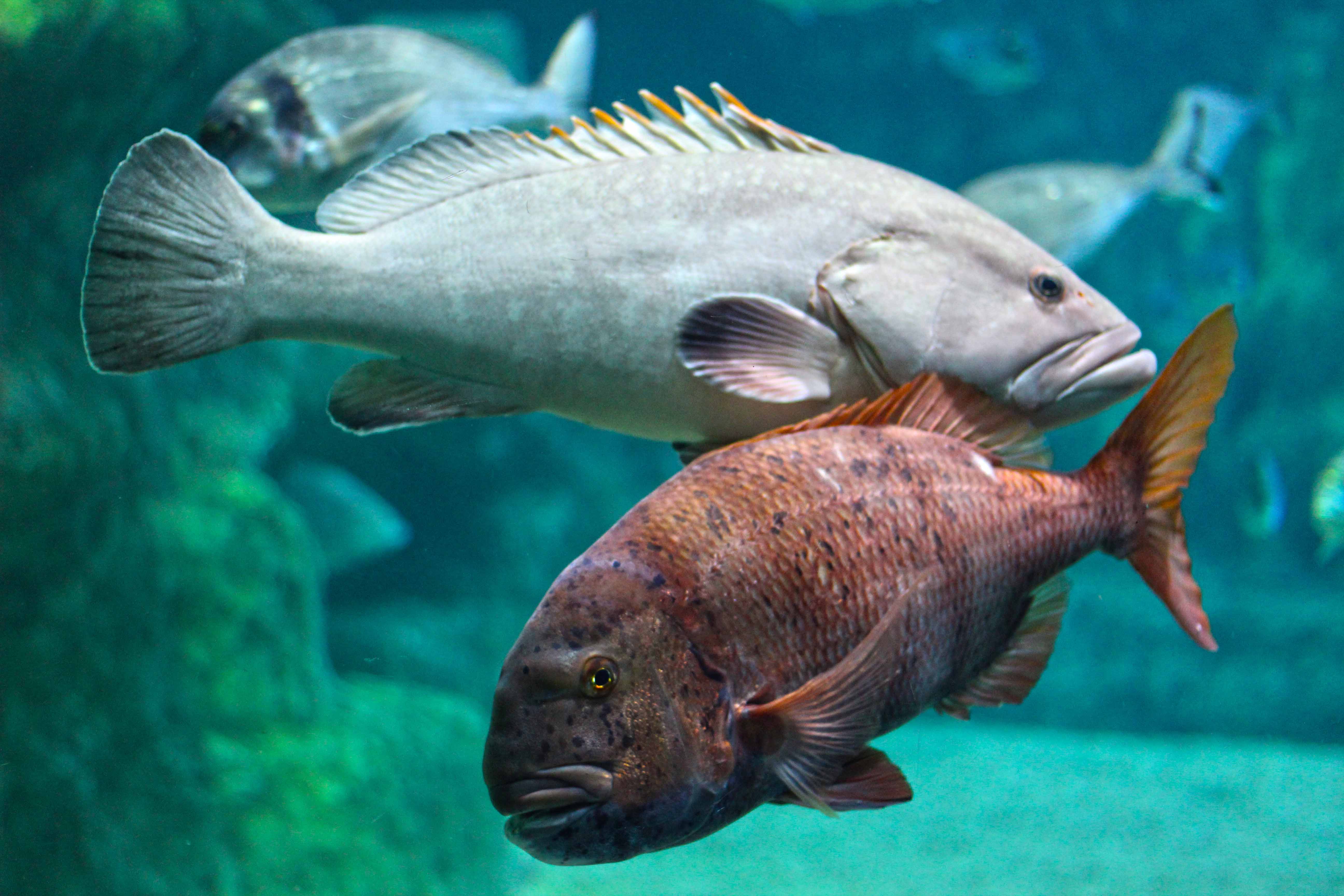 362_alta_Aquarium Pagrus Auriga.JPG